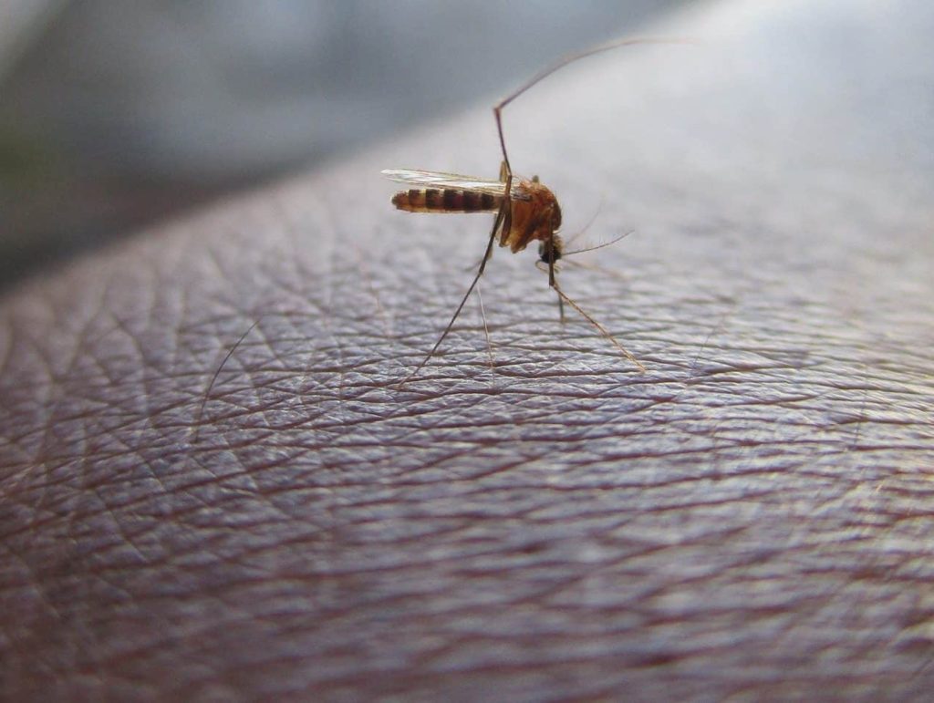 2 Blog The state of dengue during the COVID 19 pandemic Feature