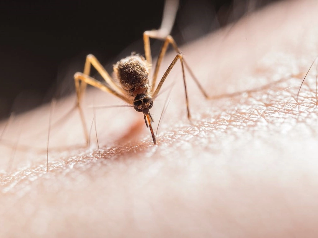 Mosquito borne Diseases 1024x768