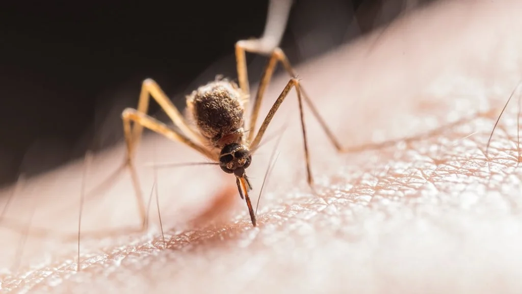Mosquito borne Diseases Content 1028x768
