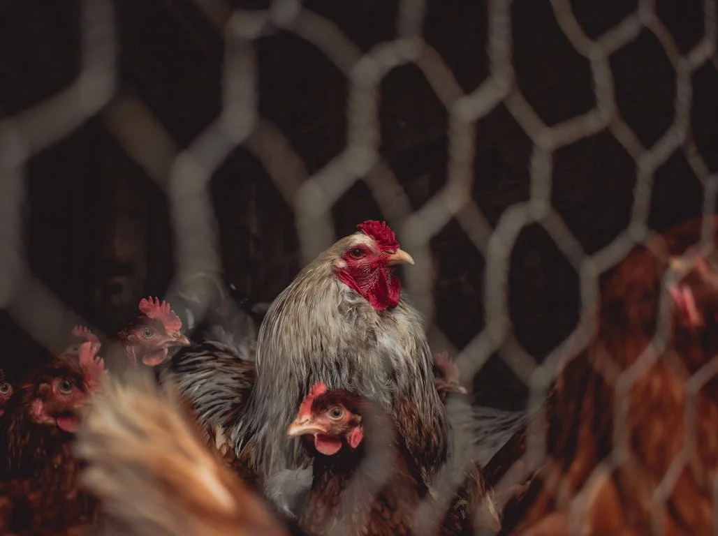 Top 5 Emerging Disease Threats Beyond Bird Flu Feature 1024x768