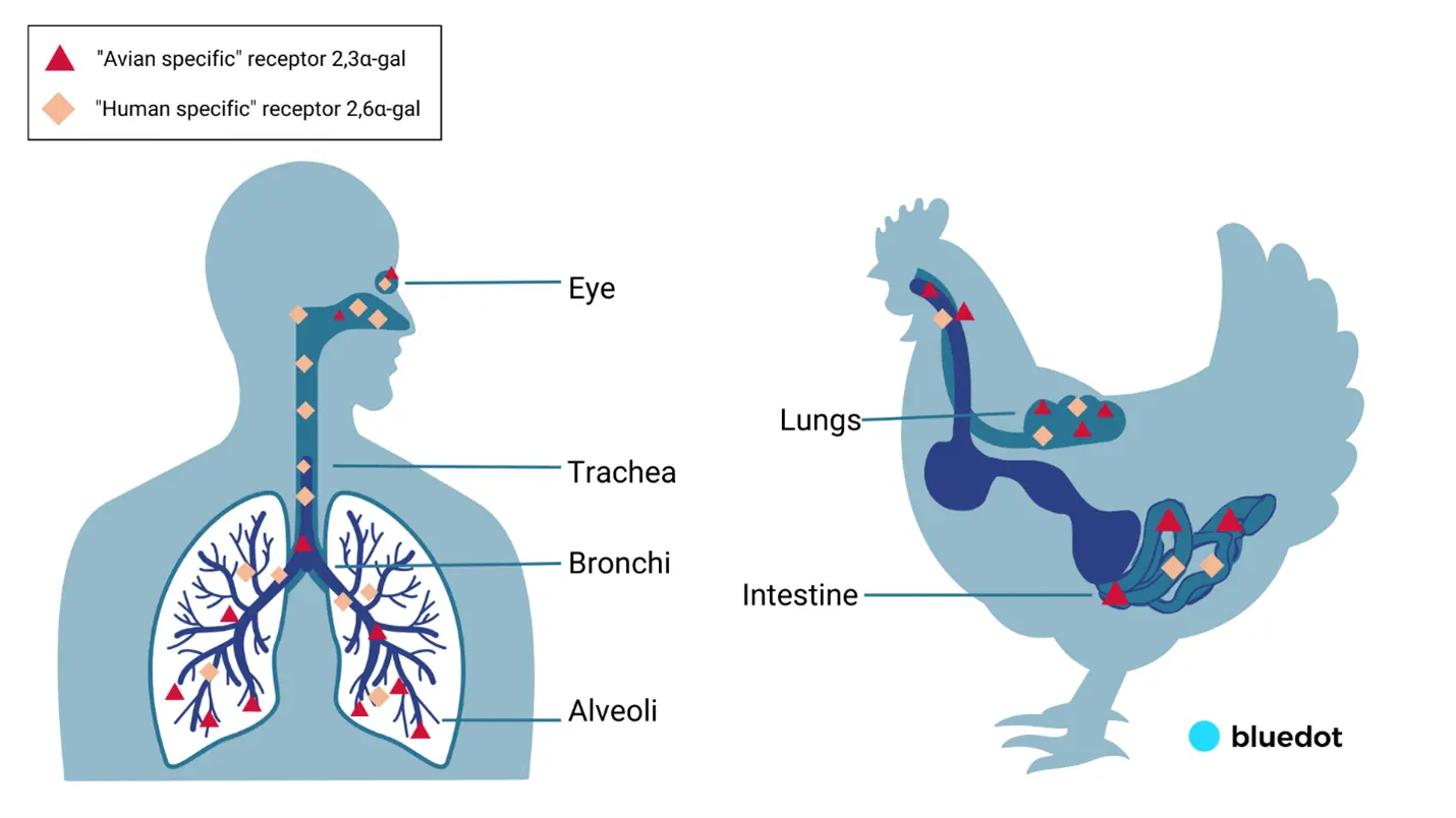 human to chicken transmission web version