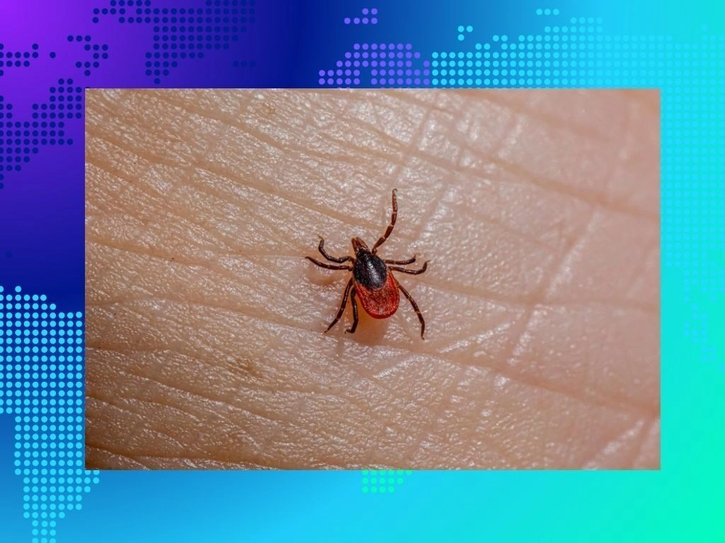 Ticks